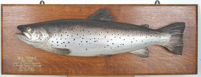 SeaTrout1AdjSm[1].JPG